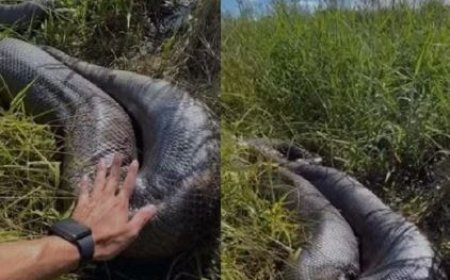 Sucuri com mais de 5 metros que não era vista desde 2022 reaparece em Lagoa da Prata